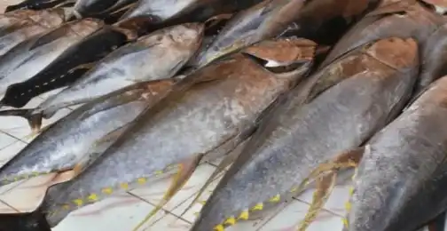 Can tuna peptides improve muscle protein synthesis?